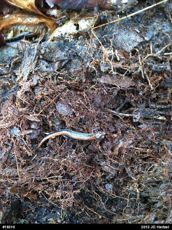 Eastern Red-backed  Salamander