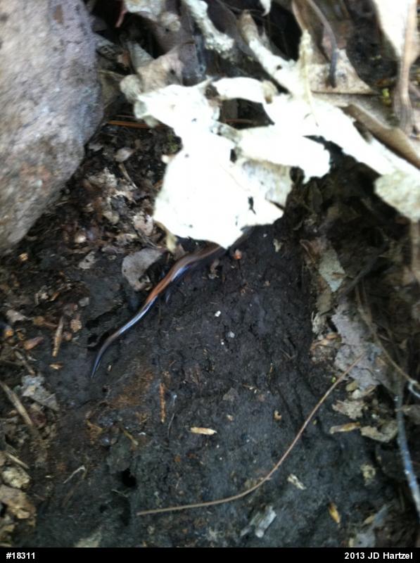 Eastern Red-backed  Salamander