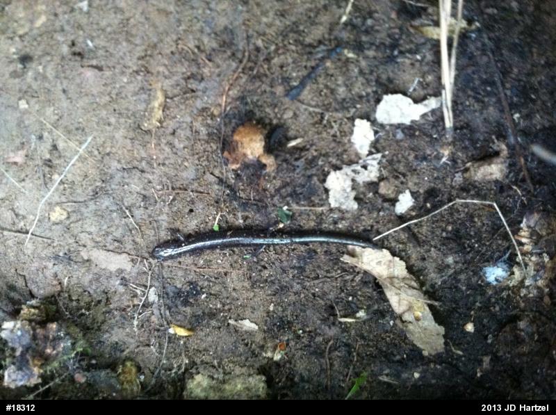 Eastern Red-backed  Salamander