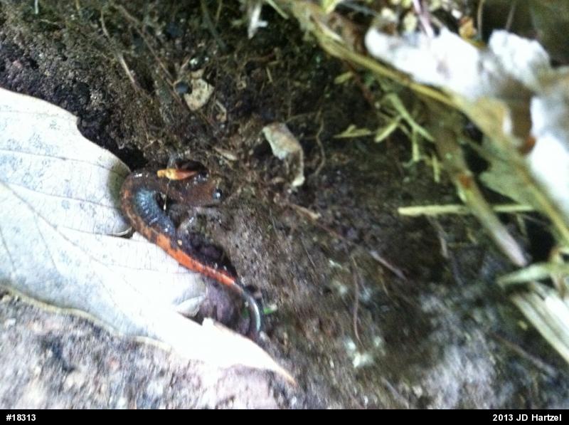 Eastern Red-backed  Salamander