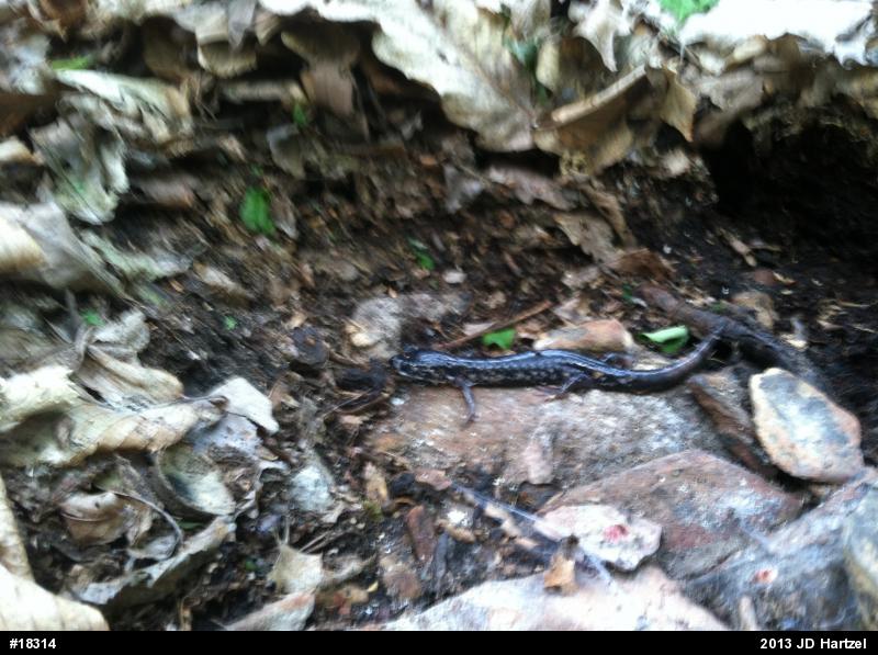 Northern Slimy Salamander