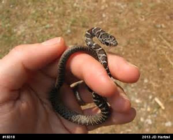 Northern Black Racer