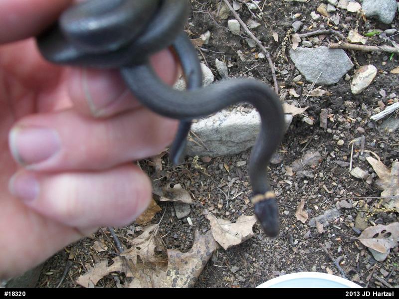 Northern Ring-necked Snake