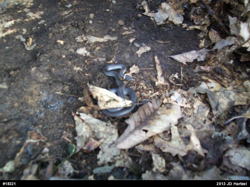 Northern Ring-necked Snake
