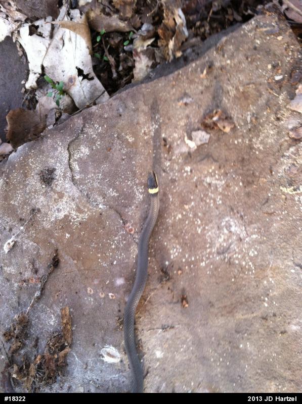 Northern Ring-necked Snake