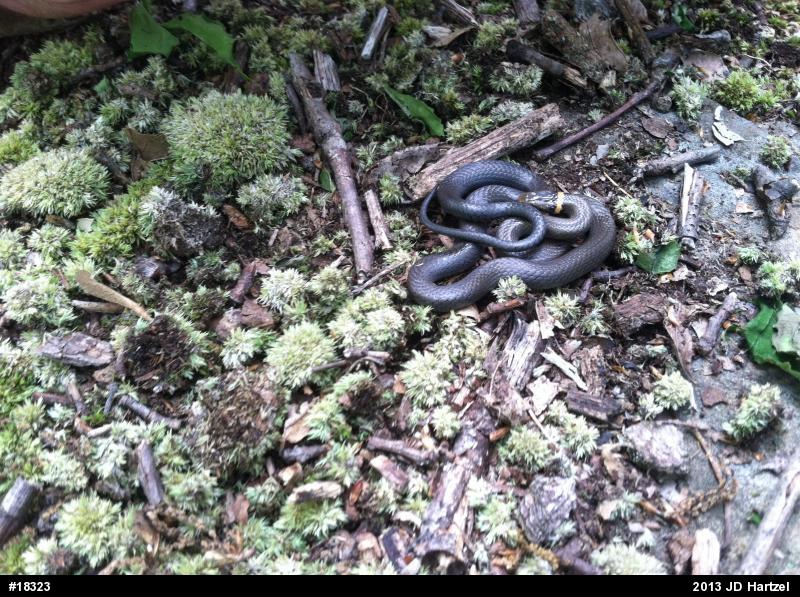 Northern Ring-necked Snake