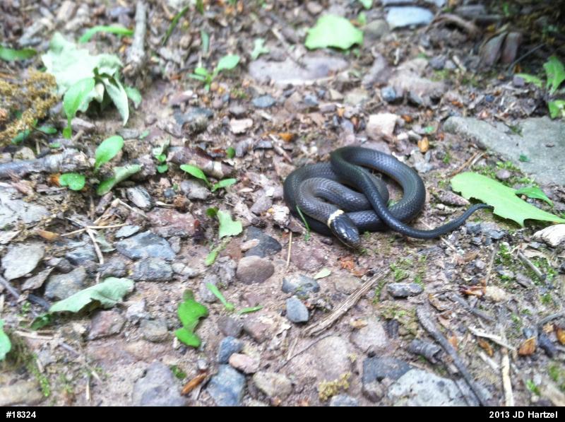 Northern Ring-necked Snake