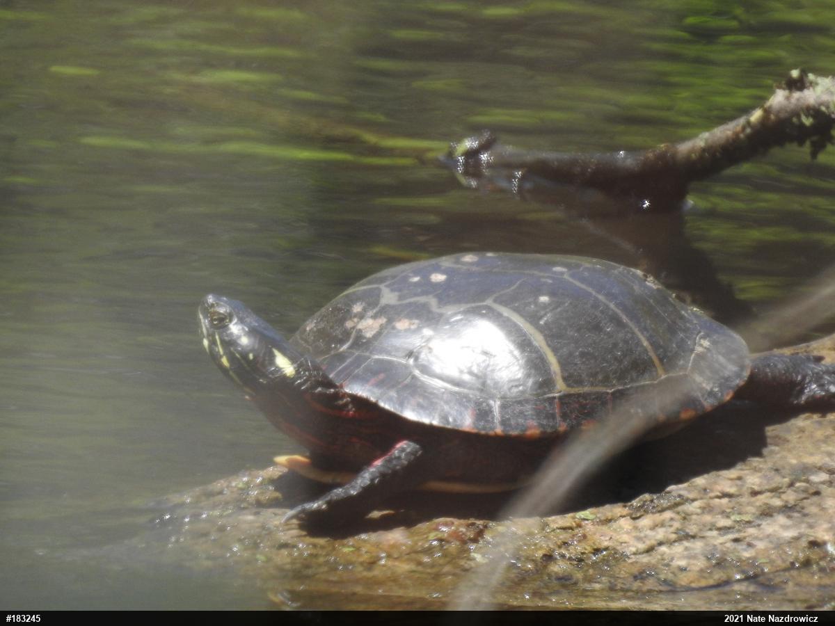 Eastern Painted Turtle