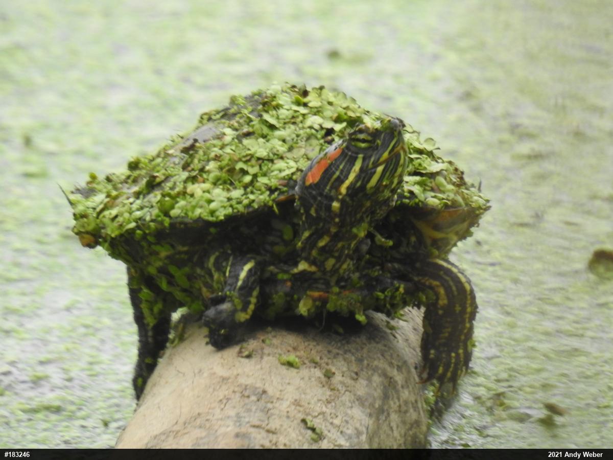 Red-eared Slider