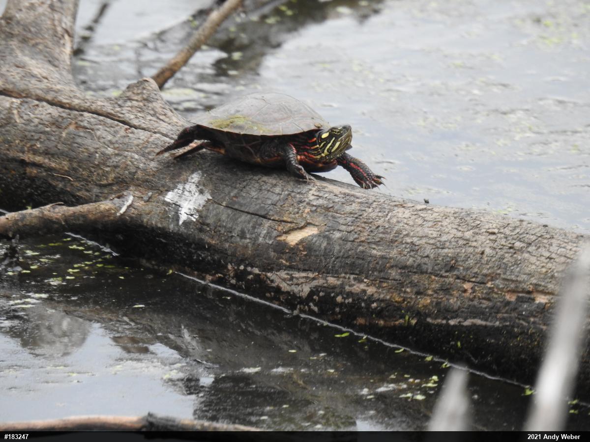 Painted Turtle