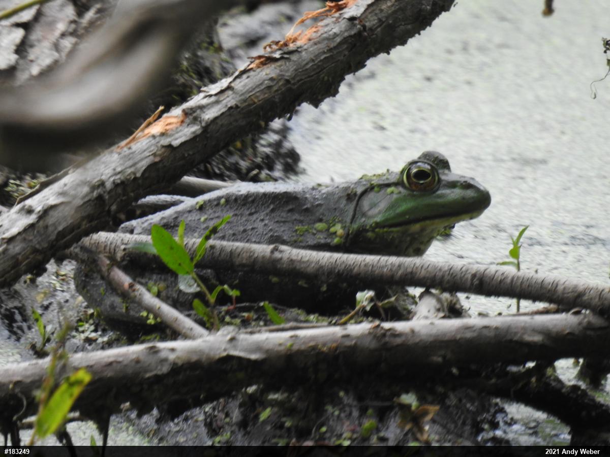 American Bullfrog