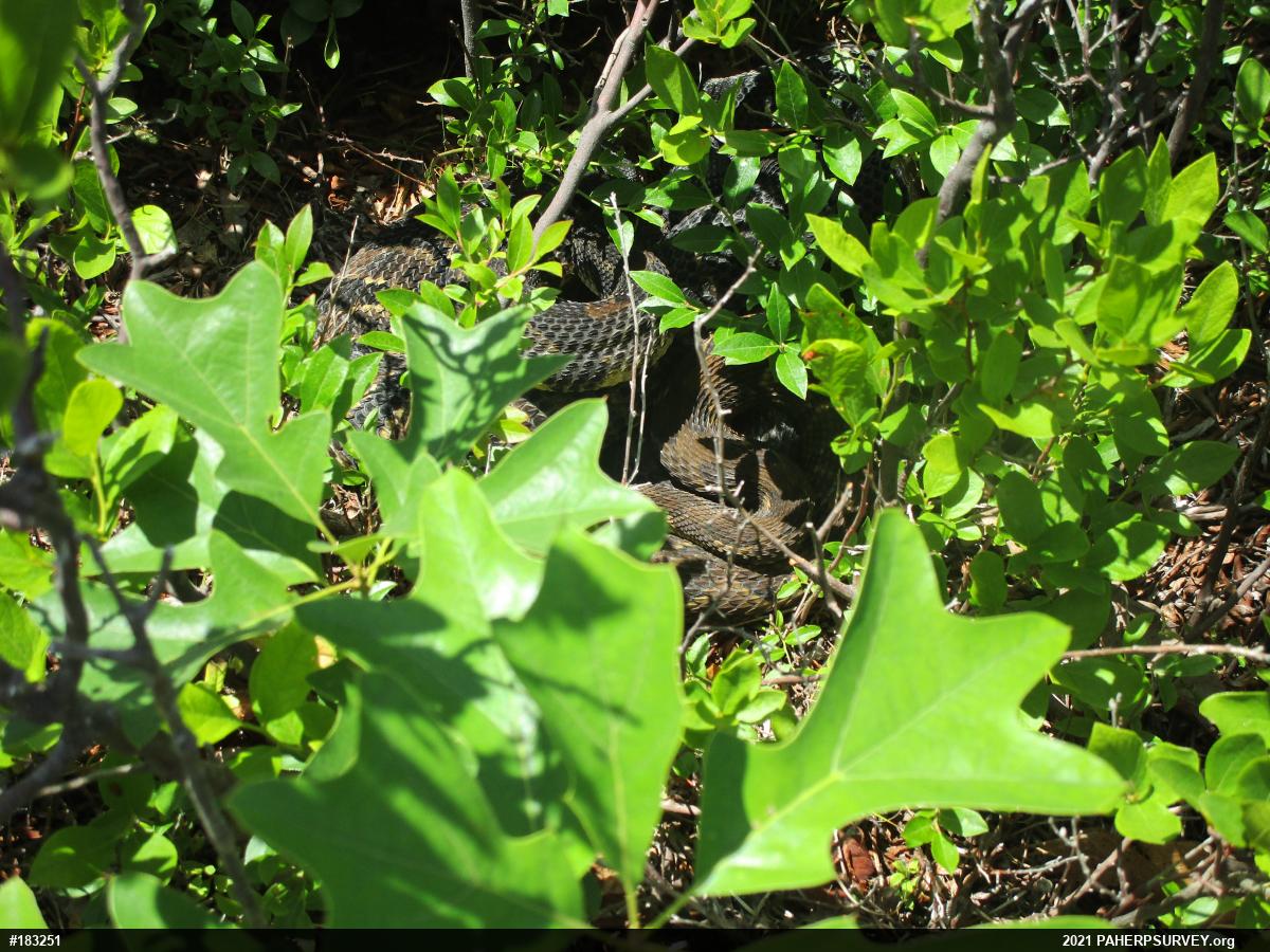 Timber Rattlesnake