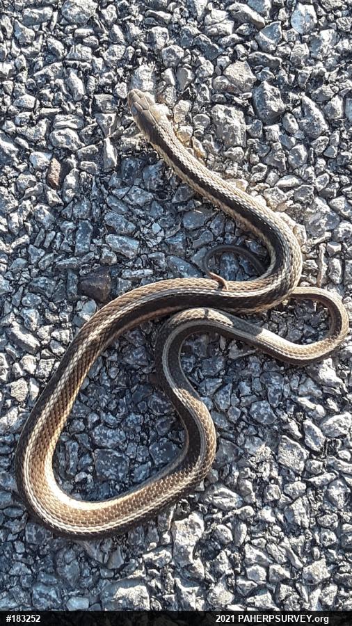 Eastern Gartersnake
