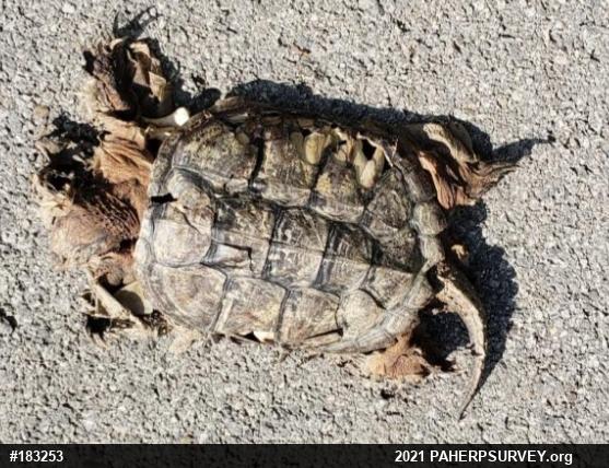 Snapping Turtle