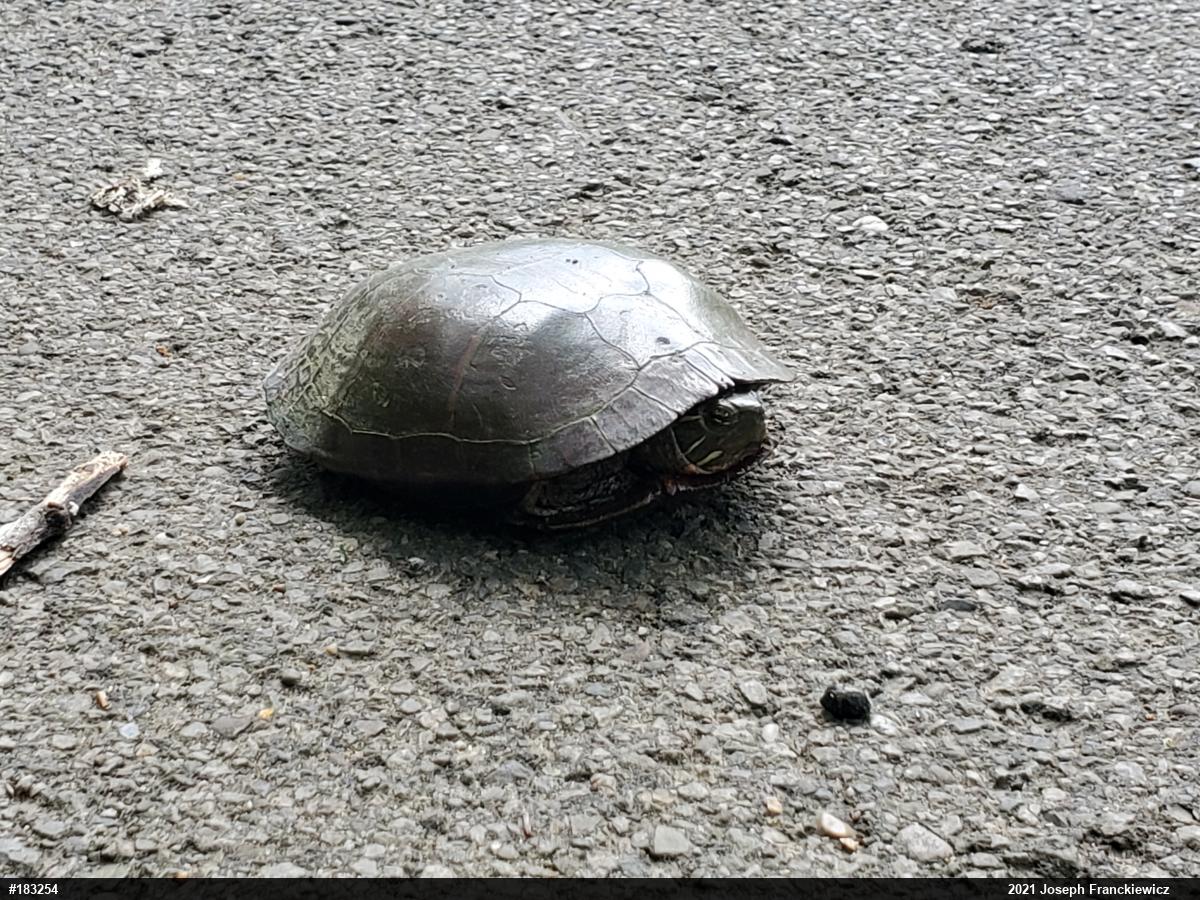 Midland Painted Turtle