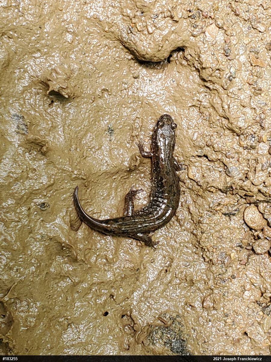 Northern Dusky Salamander