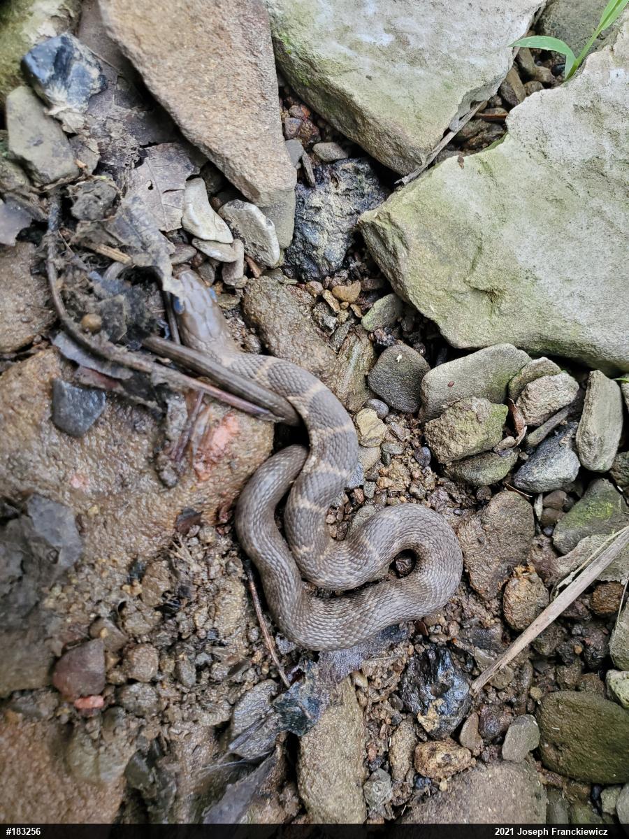 Northern Watersnake