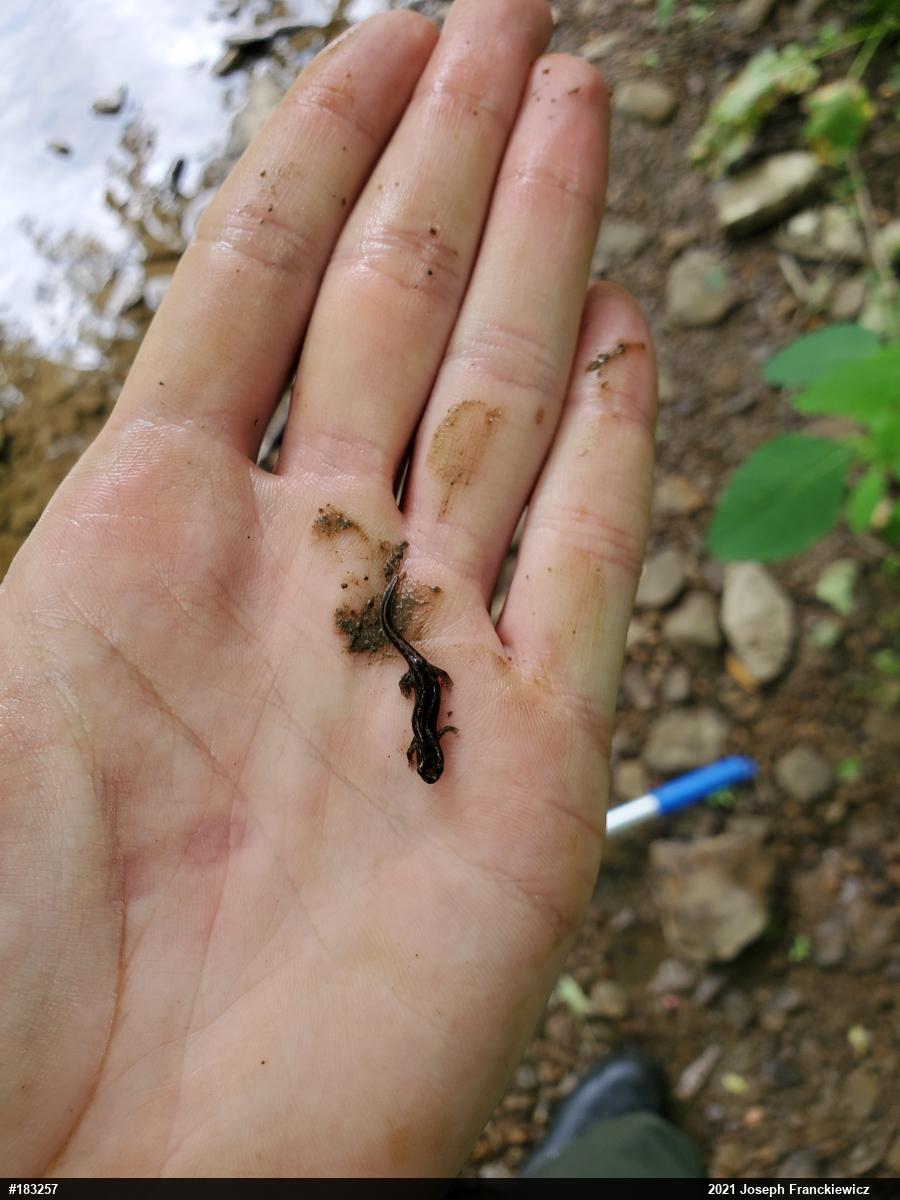 Northern Dusky Salamander