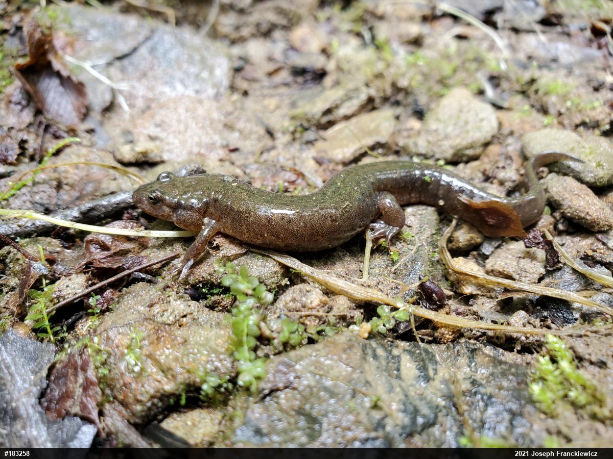 Northern Dusky Salamander