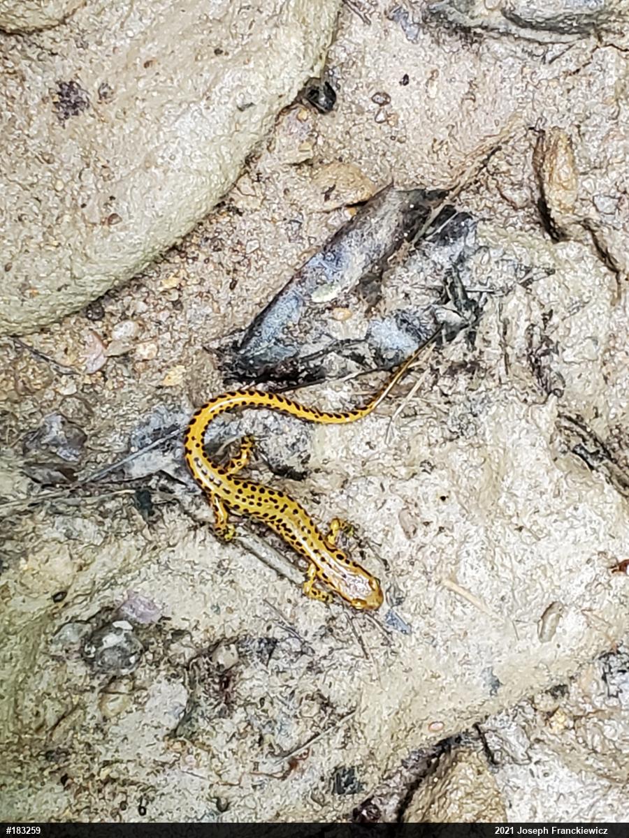 Eastern Long-tailed Salamander