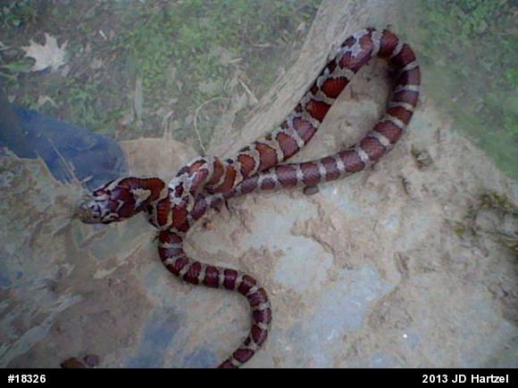 Eastern Milksnake