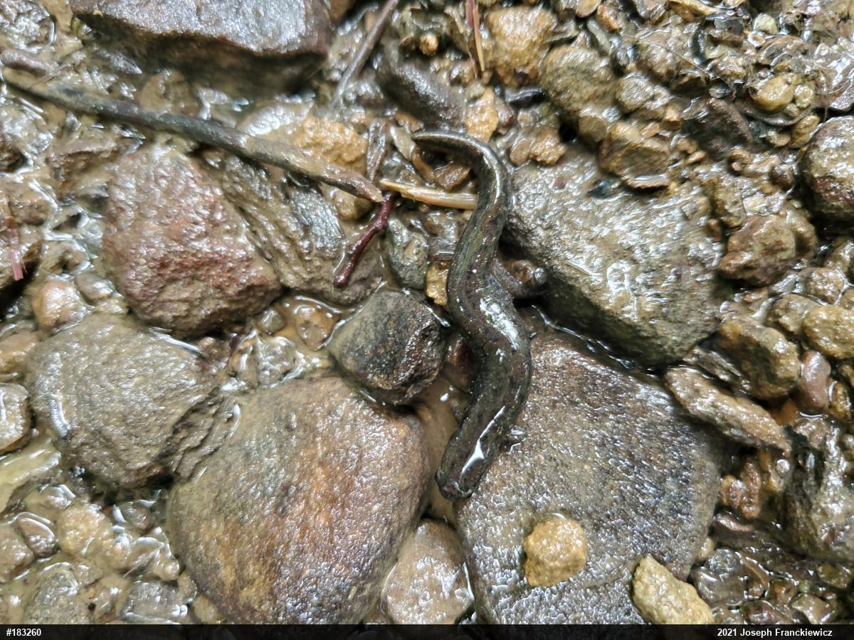 Northern Dusky Salamander