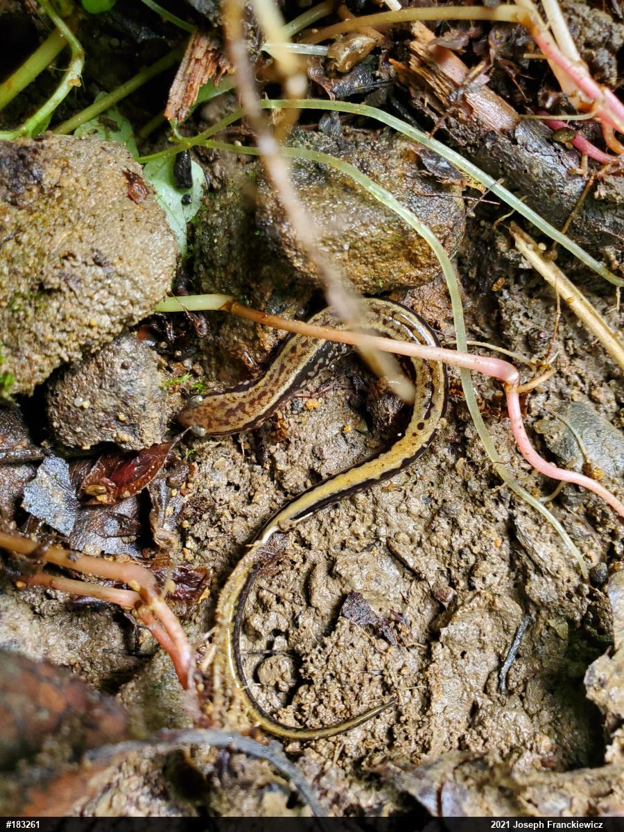 Northern Two-lined Salamander