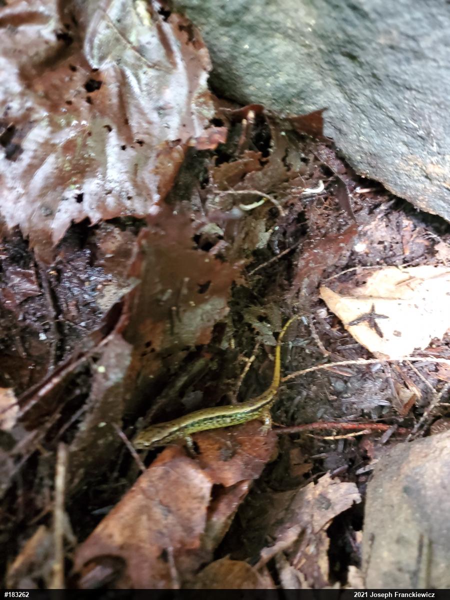 Northern Two-lined Salamander