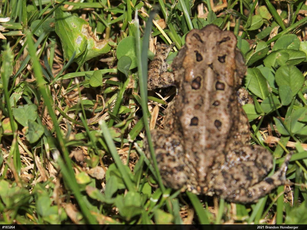 Eastern American Toad