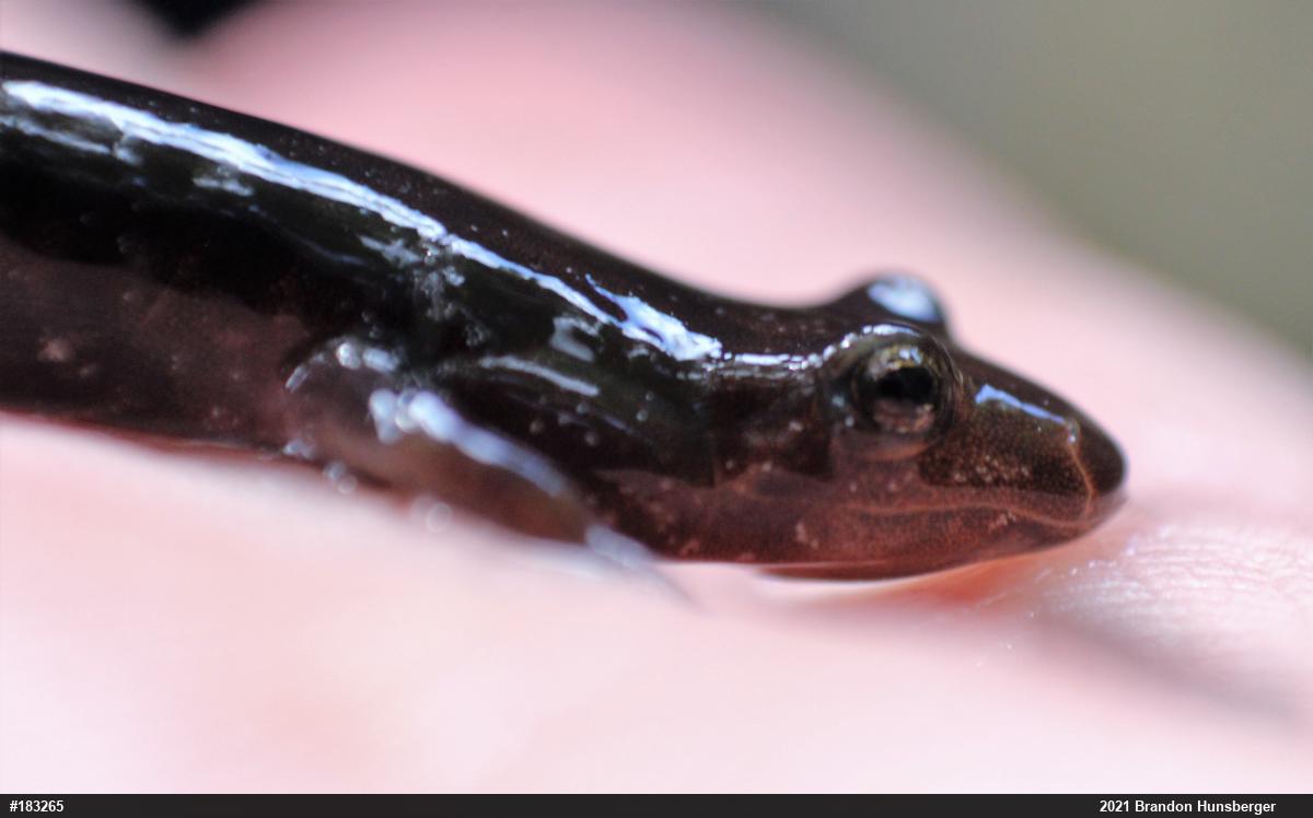 Allegheny Mountain Dusky Salamander