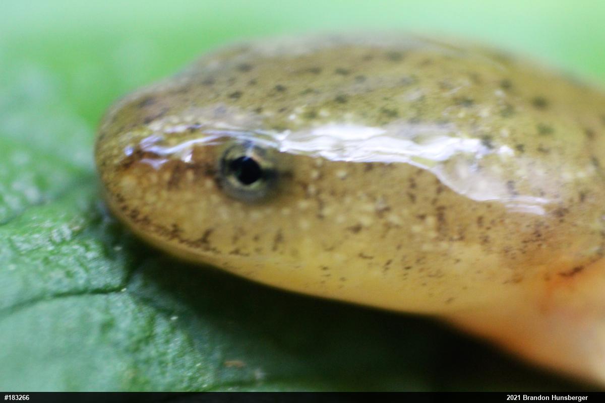 Northern Red Salamander