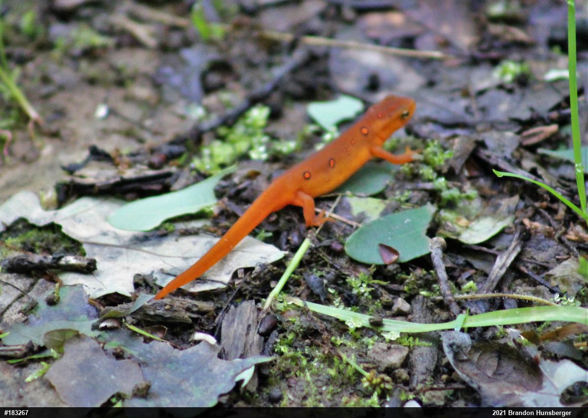 Red-spotted Newt