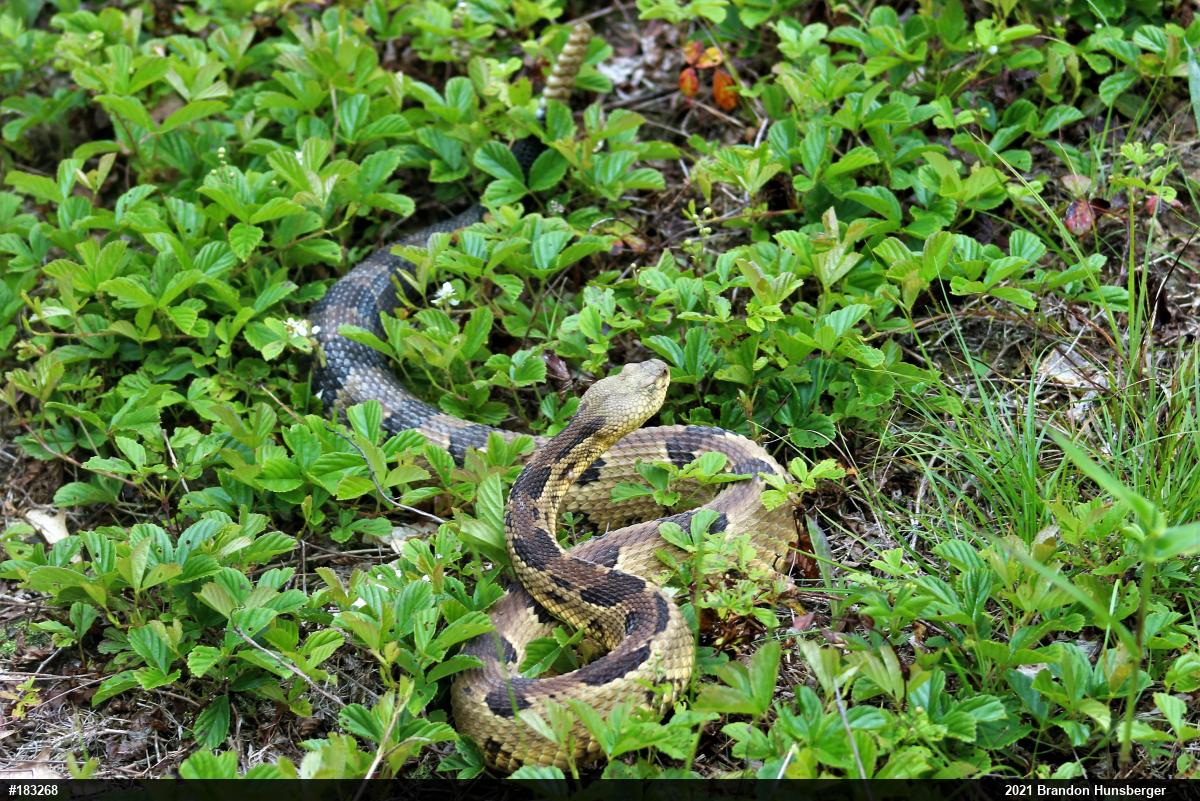Timber Rattlesnake