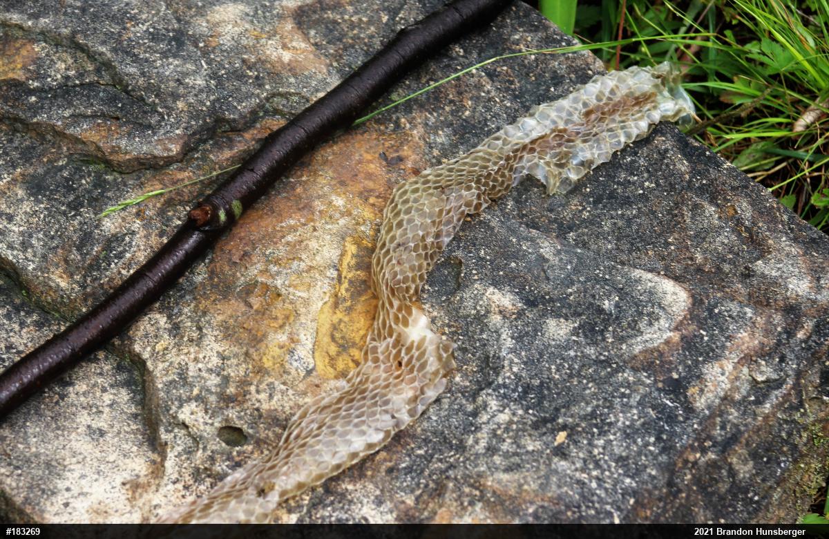 Northern Black Racer