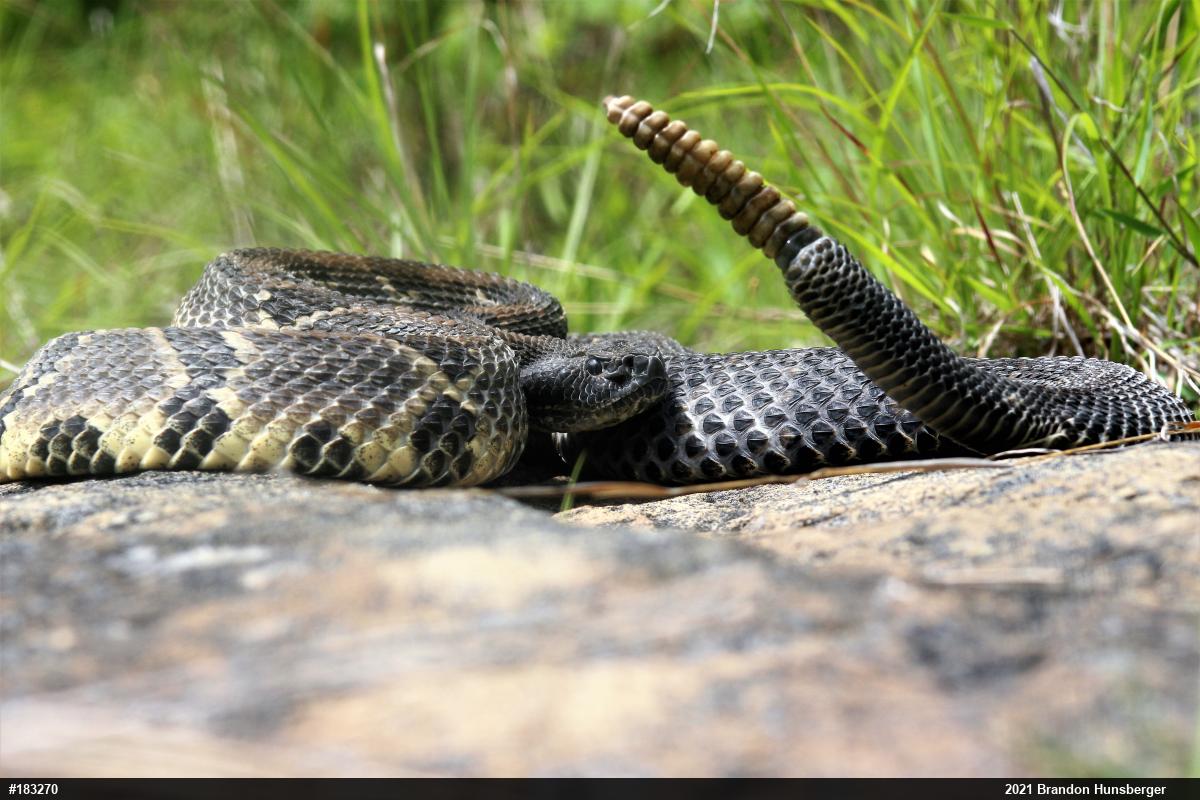 Timber Rattlesnake