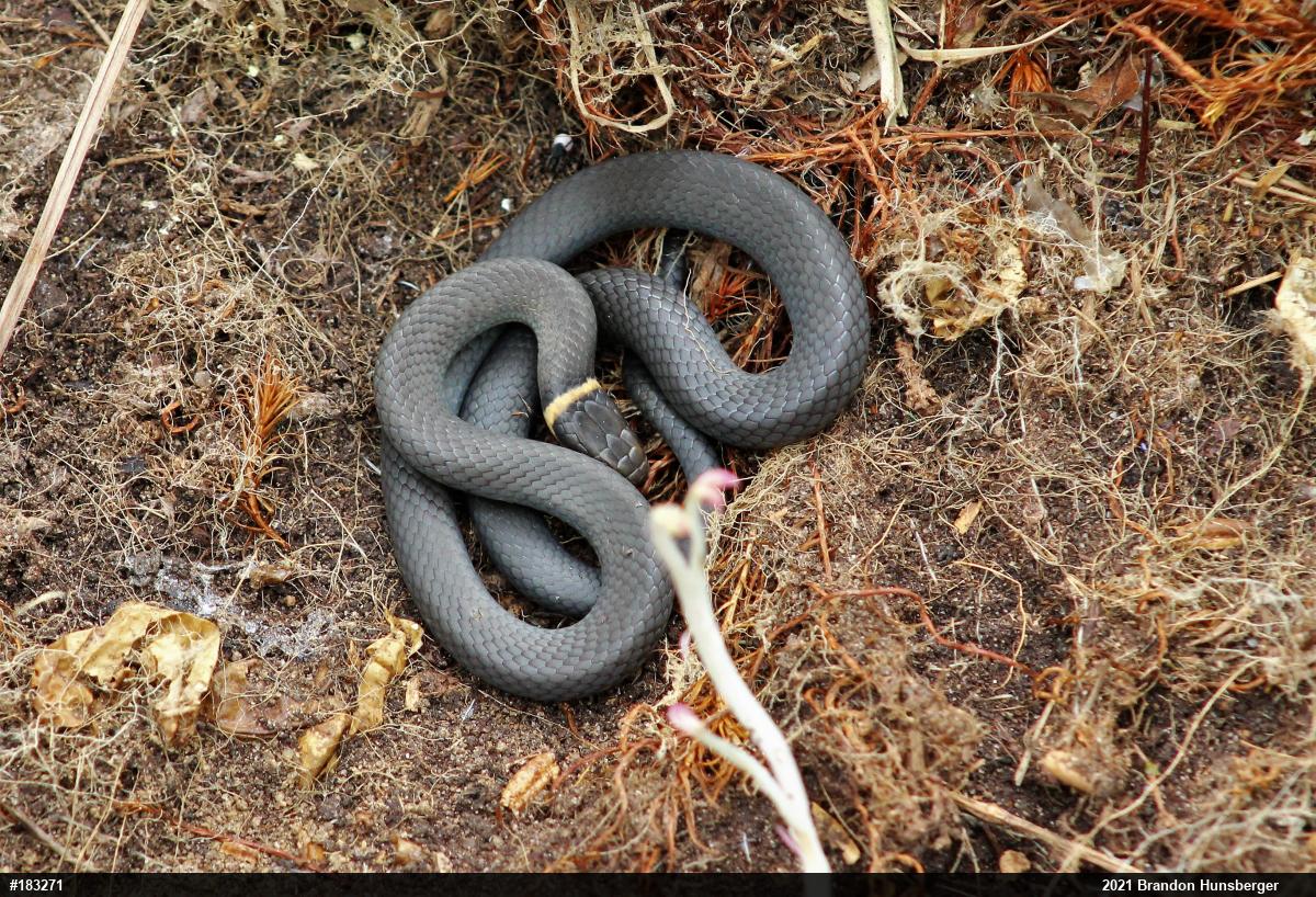 Northern Ring-necked Snake
