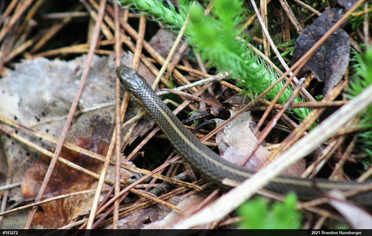 Shorthead Gartersnake