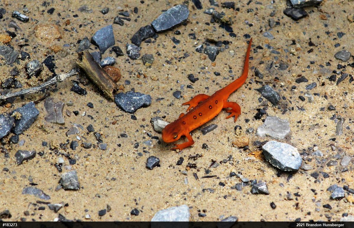Red-spotted Newt