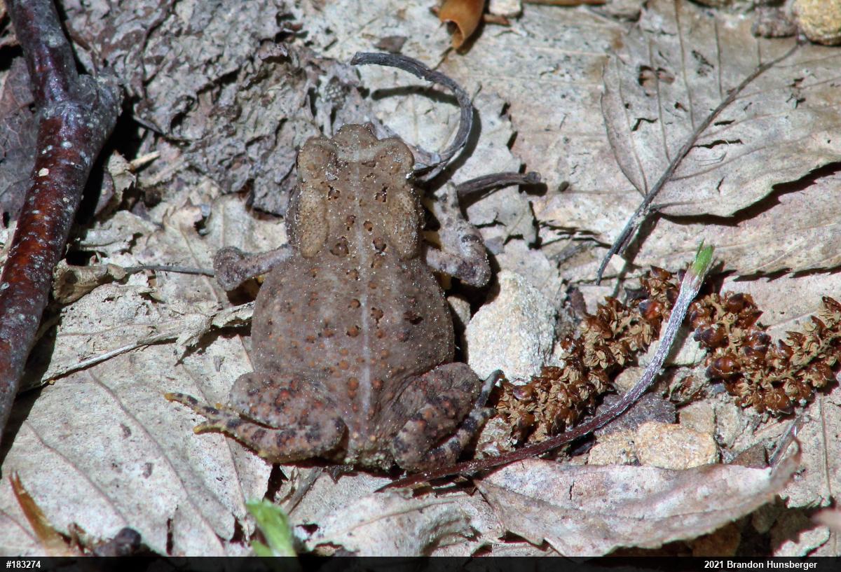 Eastern American Toad