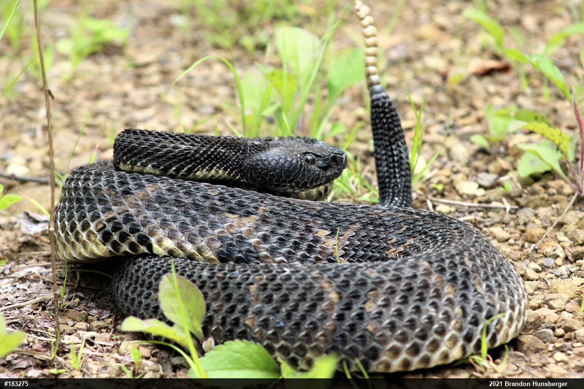 Timber Rattlesnake