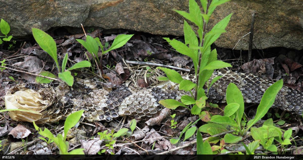 Timber Rattlesnake