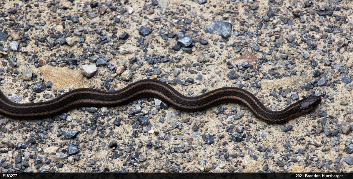 Shorthead Gartersnake