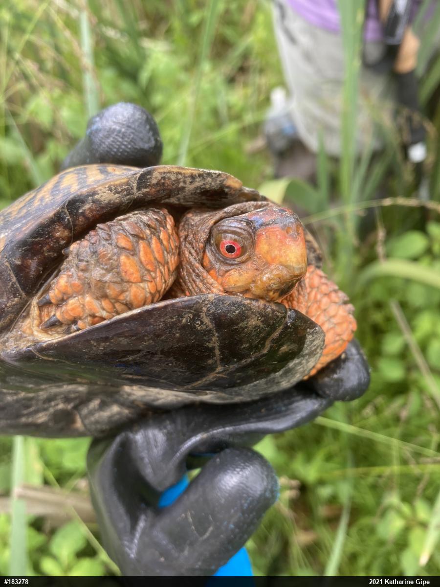 Eastern Box Turtle