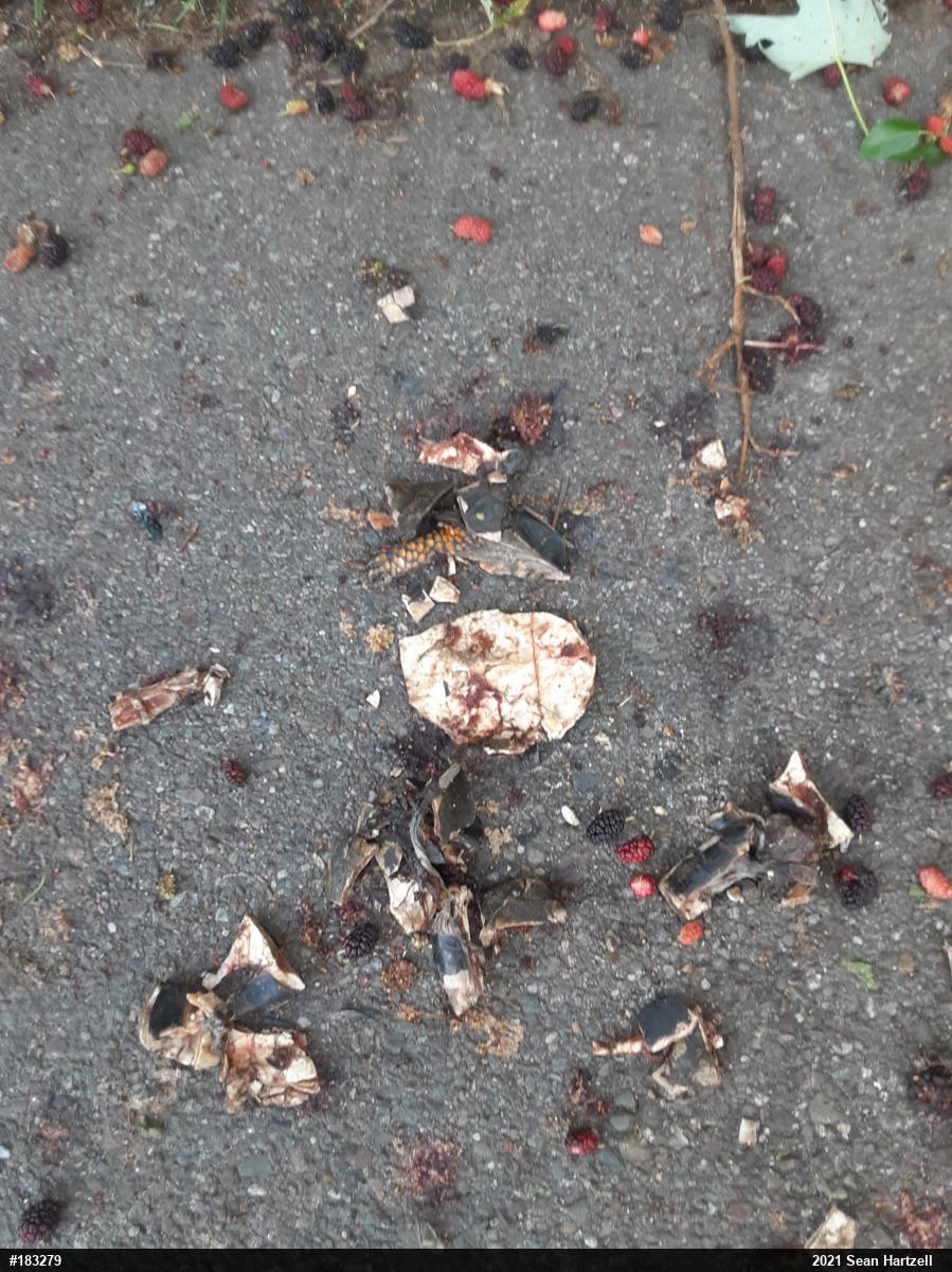 Eastern Box Turtle