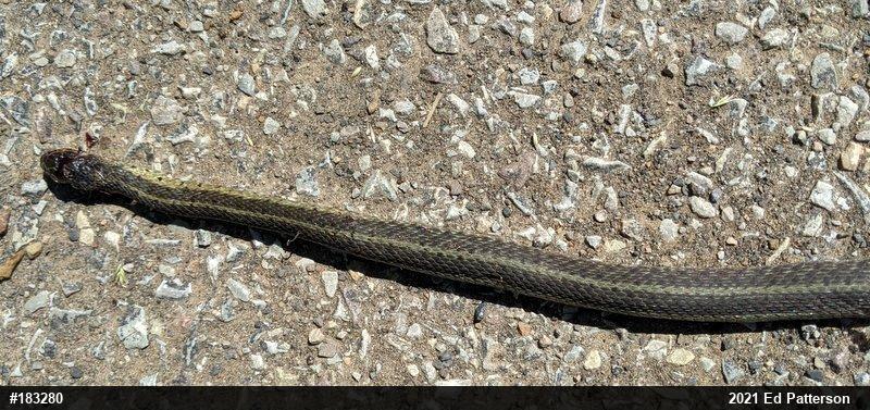 Eastern Gartersnake