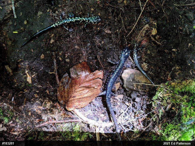 Northern Slimy Salamander