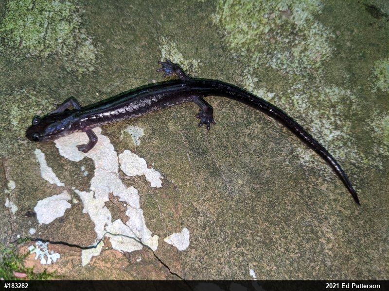 Wehrle's Salamander