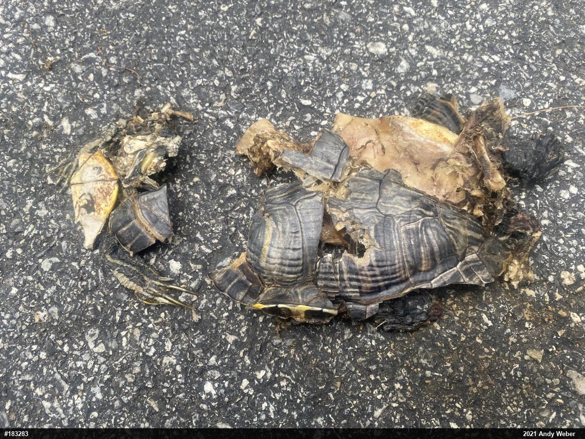 Red-eared Slider