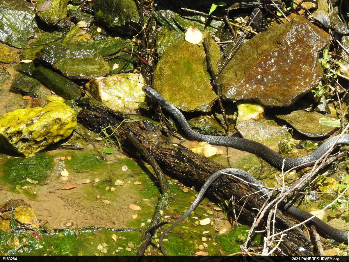 Northern Black Racer