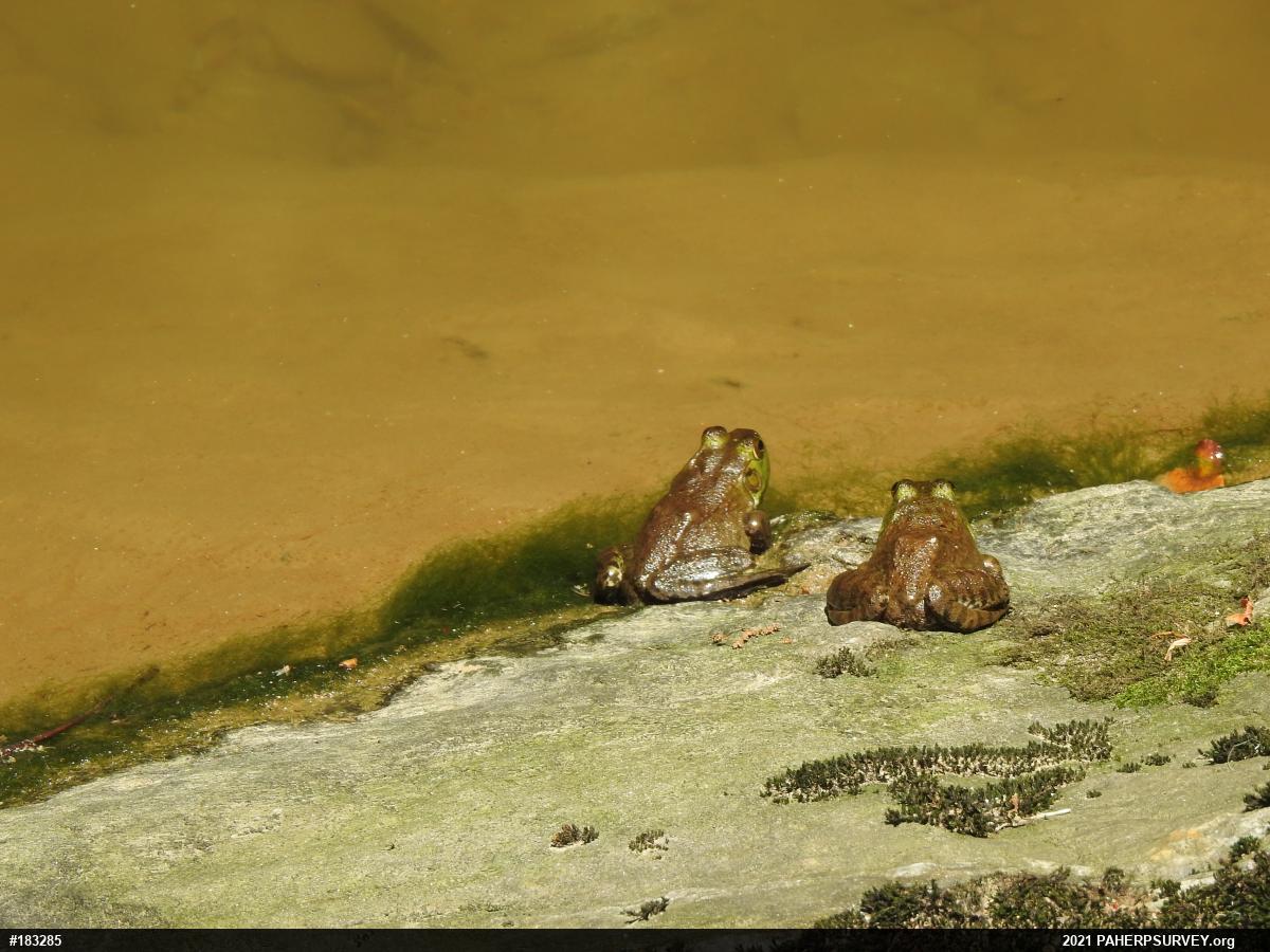 Green Frog